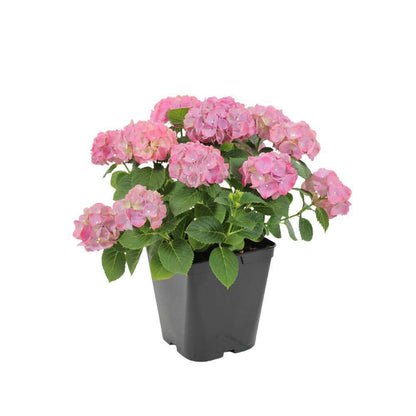  Hydrangea Macrophylla ' Red Baron ' : Conteneur 5 Litres (rouge)