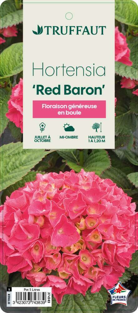  Hydrangea Macrophylla ' Red Baron ' : Conteneur 5 Litres (rouge)