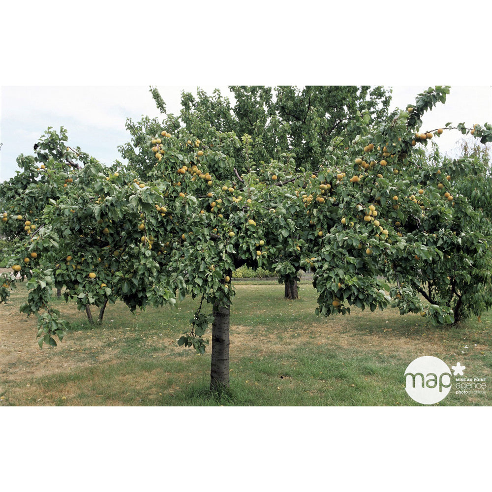  Abricotier Bergeron : Gobelet 3 Ans D'âge Ctr 12 Litres