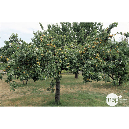  Abricotier Bergeron : Gobelet 3 Ans D'âge Ctr 12 Litres