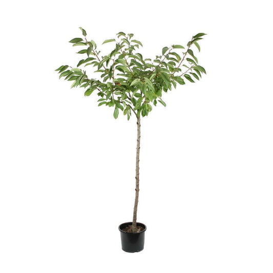  Cerisier Bigarreau Géant D'Hedelfingen 1/2 Tige 2ans âge Ctr 15L