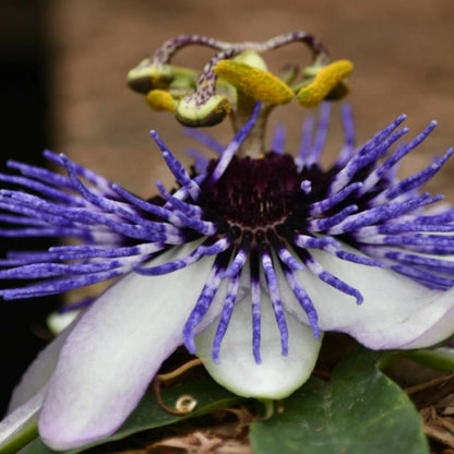  Passiflore Riverside® Damsel's Delight®/[-]pot De 3l - Echelle Bambou 60/120 Cm