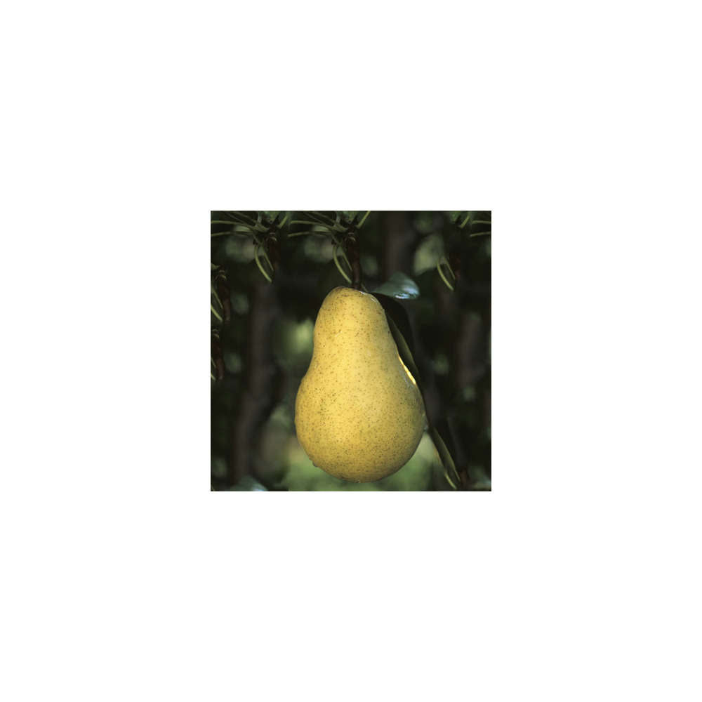  Poirier Williams : ½ Tige, 4-5 Ans, H 170-180 Cm POT 15L