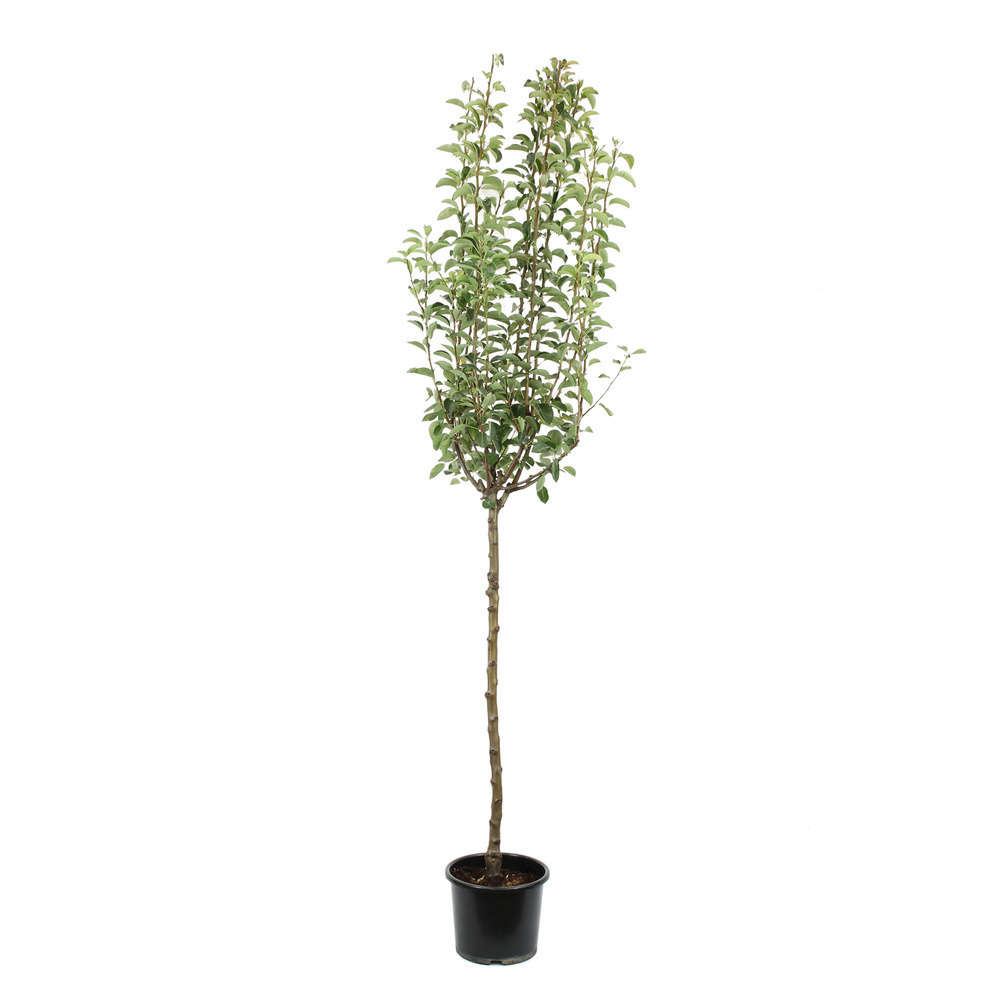  Poirier Williams : ½ Tige, 4-5 Ans, H 170-180 Cm POT 15L