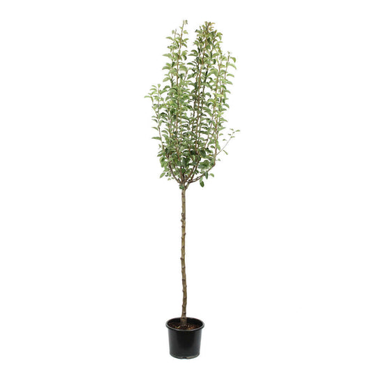  Poirier Williams : ½ Tige, 4-5 Ans, H 170-180 Cm POT 15L