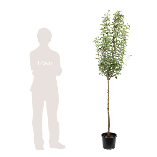  Poirier Williams : ½ Tige, 4-5 Ans, H 170-180 Cm POT 15L