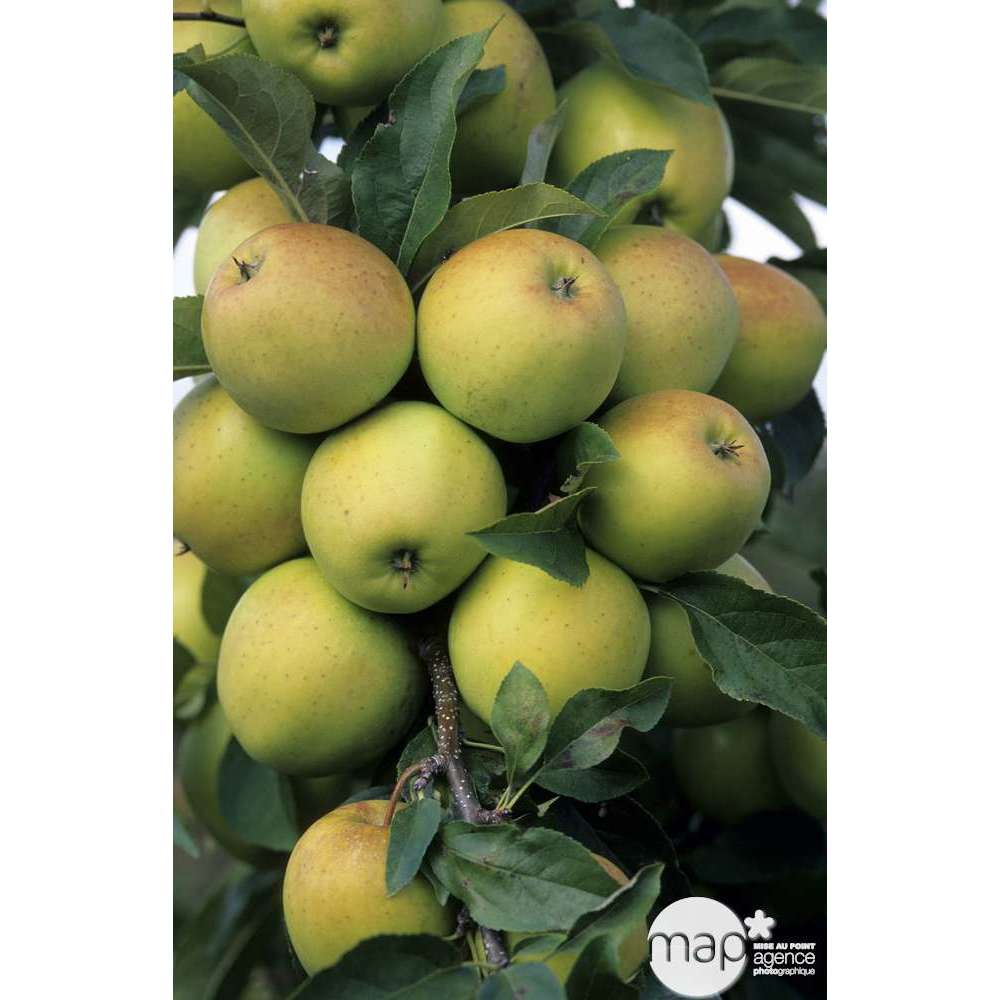  Pommier Golden Delicious : Gobelet 3 Ans D'âge Ctr 12 Litres