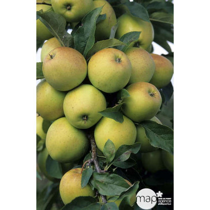  Pommier Golden Delicious : Gobelet 3 Ans D'âge Ctr 12 Litres
