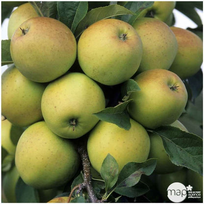  Pommier Golden Delicious : Gobelet 3 Ans D'âge Ctr 12 Litres