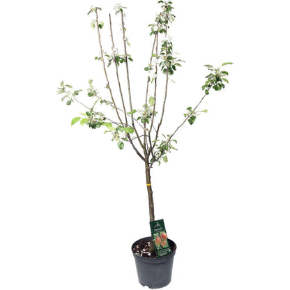  Pommier Jonagold : Gobelet 3 Ans D'âge Ctr 12 Litres