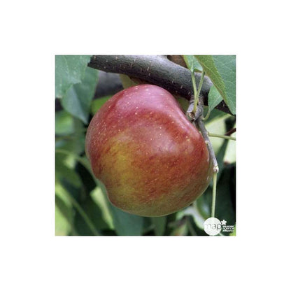  Pommier Melrose : ½ Tige, 4-5 Ans, H 170-180 Cm
