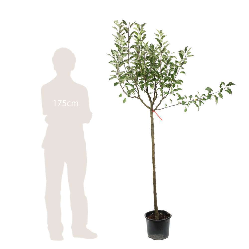  Pommier Melrose : ½ Tige, 4-5 Ans, H 170-180 Cm
