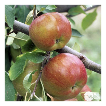  Pommier Melrose : ½ Tige, 4-5 Ans, H 170-180 Cm