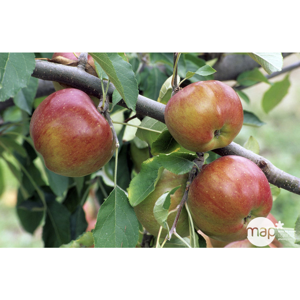  Pommier Melrose : ½ Tige, 4-5 Ans, H 170-180 Cm