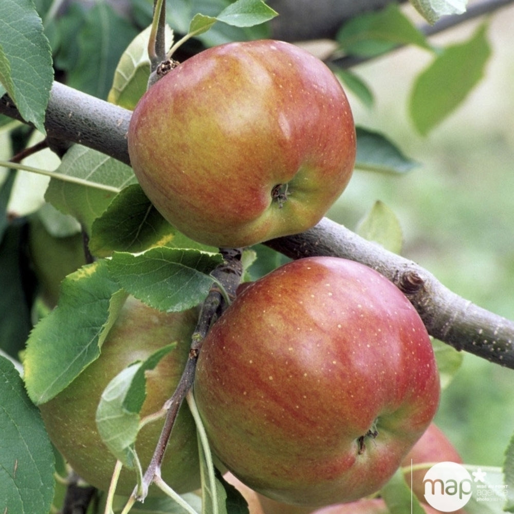  Pommier Melrose : ½ Tige, 4-5 Ans, H 170-180 Cm