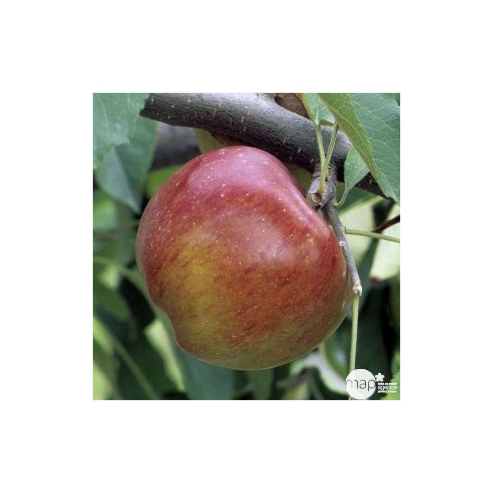  Pommier Melrose : Gobelet 3 Ans D'âge Ctr 12 Litres