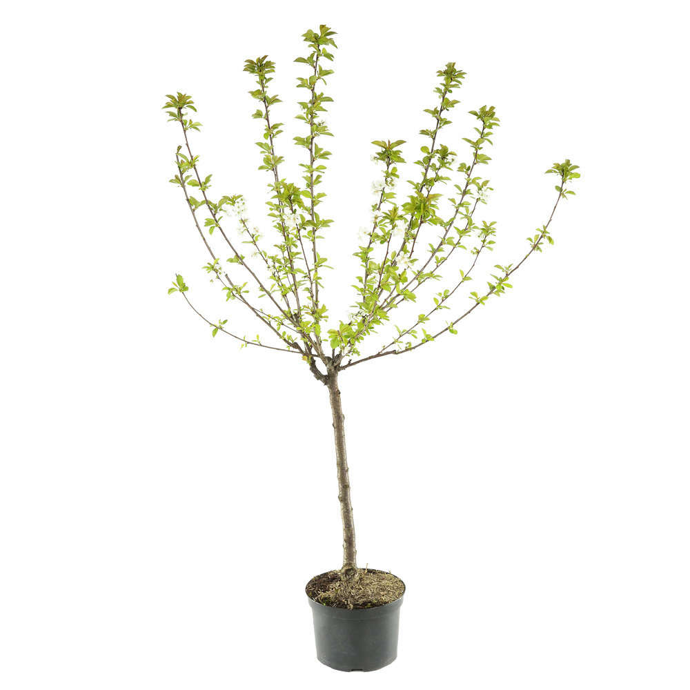  Pommier Melrose : Gobelet 3 Ans D'âge Ctr 12 Litres