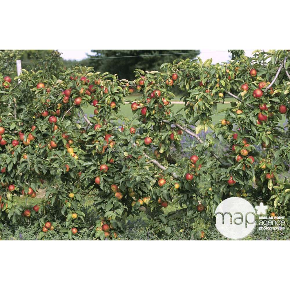  Pommier Reine Des Reinettes : Gobelet 3 Ans D'âge Ctr 12 Litres