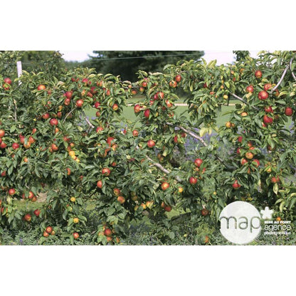  Pommier Reine Des Reinettes : Gobelet 3 Ans D'âge Ctr 12 Litres