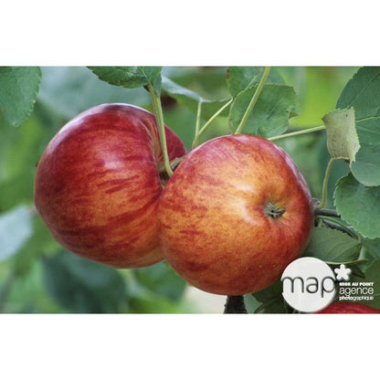  Pommier Reine Des Reinettes : Gobelet 3 Ans D'âge Ctr 12 Litres