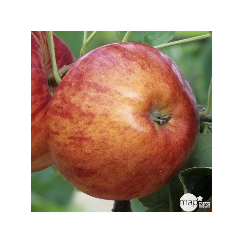  Pommier Reine Des Reinettes : Gobelet 3 Ans D'âge Ctr 12 Litres