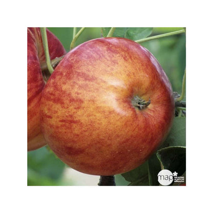  Pommier Reine Des Reinettes : Gobelet 3 Ans D'âge Ctr 12 Litres