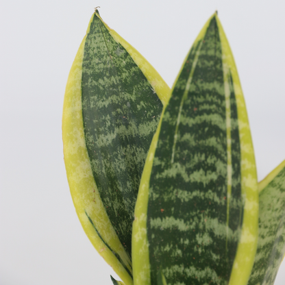  Langue De Belle-mère - Set De 3 - Sansevieria 'superba' - H35-40cm - ⌀12cm