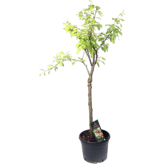  Prunier Reine-Claude D'Oullins : Gobelet 3 Ans D'âge Ctr 12 Litres