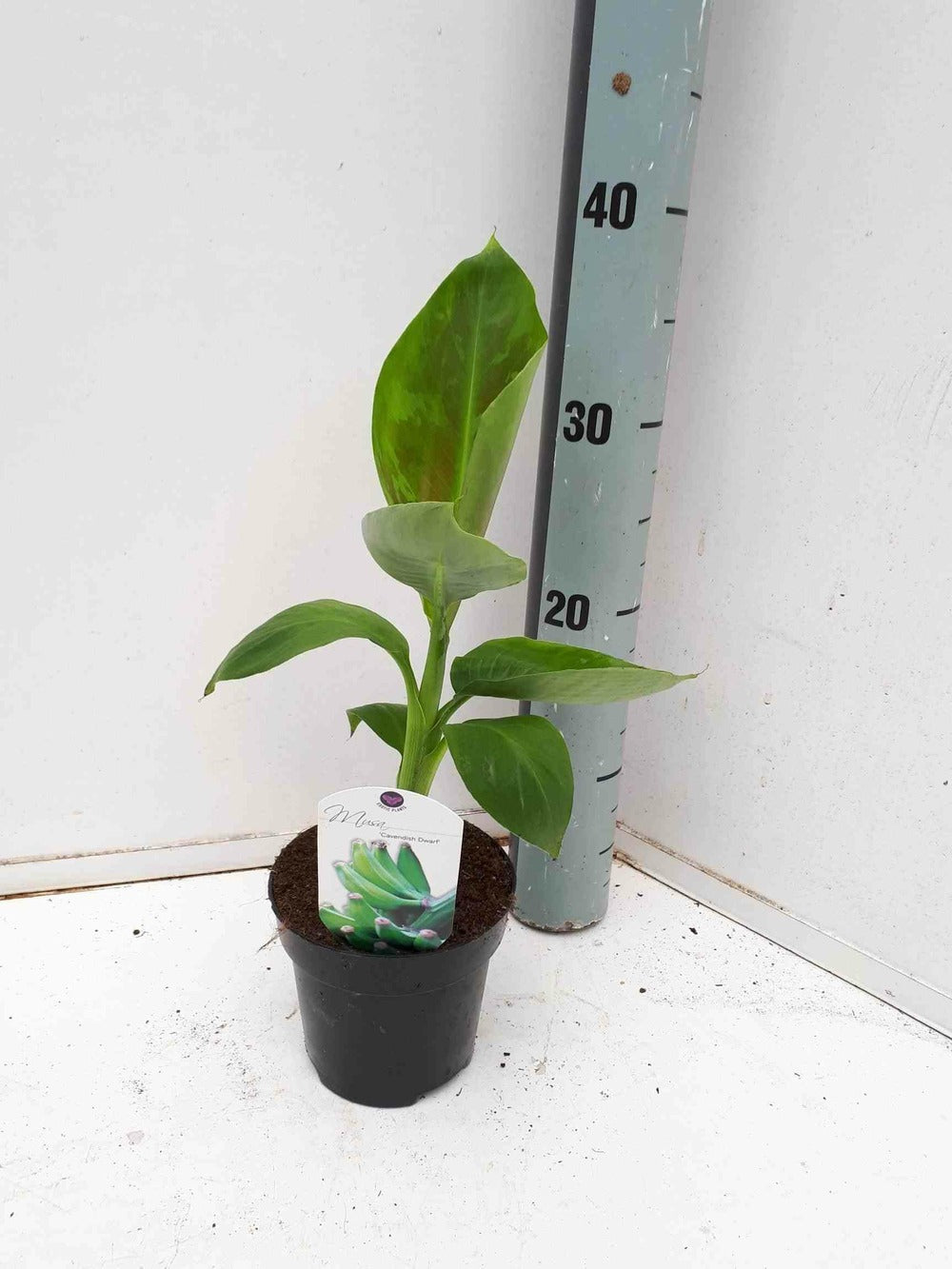  Bananier Musa Acuminata Cv. Specimen Super Dwarf Cavendish Pot De 110l 200/250cm