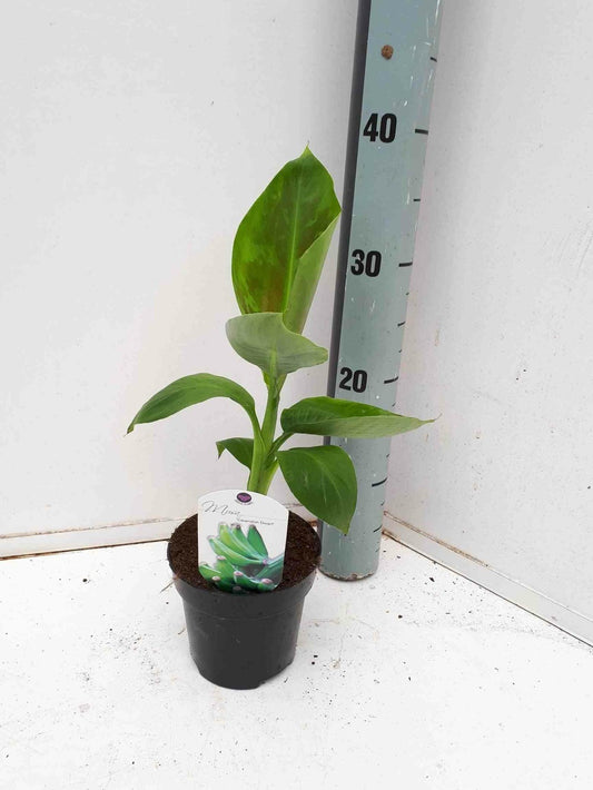  Bananier Musa Acuminata Cv. Specimen Super Dwarf Cavendish Pot De 110l 200/250cm