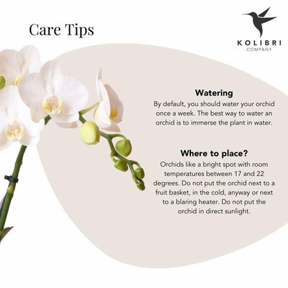  Phalaenopsis Amabilis En Pot Luxueux Doré 35cm - Plante D'intérieur