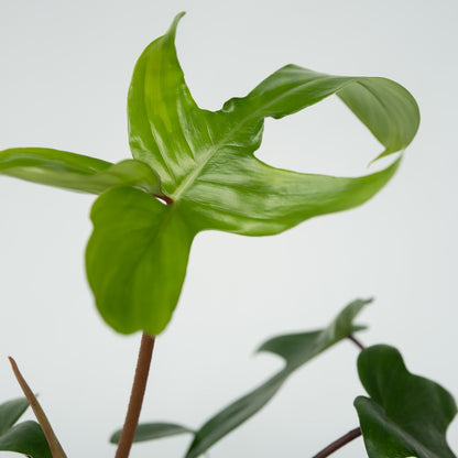  Plante Verte - Philodendron 'florida Green' - Hauteur 20-30cm - ⌀12cm