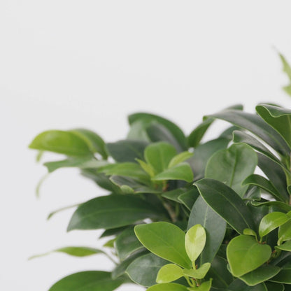  Bonsaï - Set De 4 - Ficus Microcarpa - Hauteur 30-40cm - ⌀12cm
