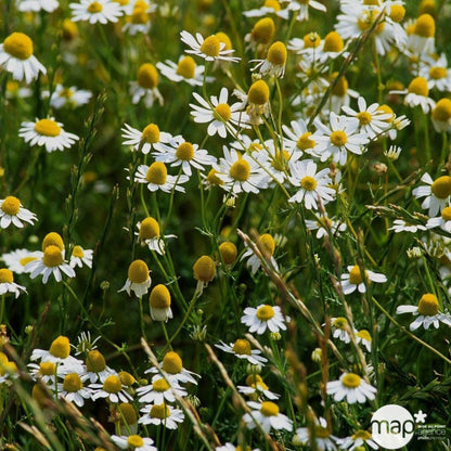  Plant De Camomille Bio : En Godet