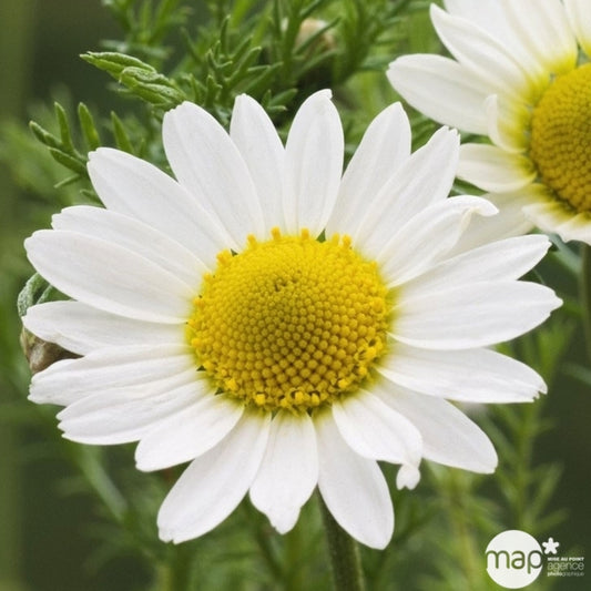  Plant De Camomille Bio : En Godet