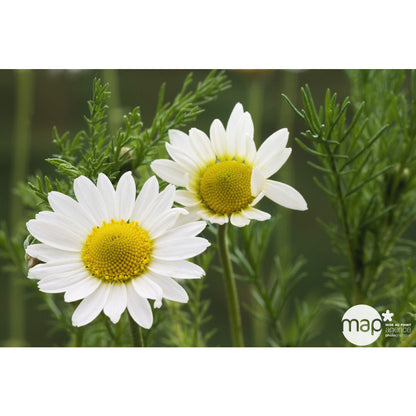  Plant De Camomille Bio : En Godet