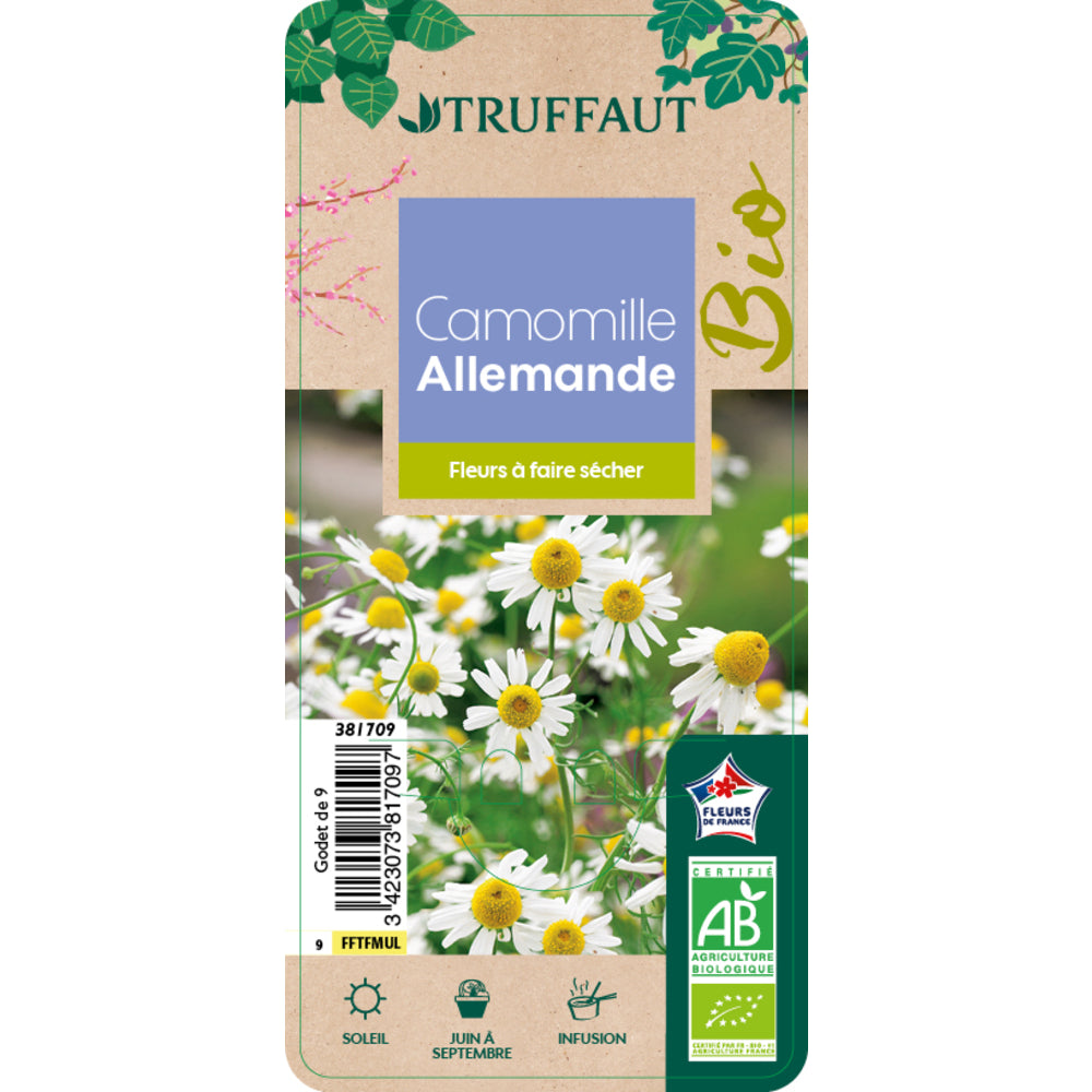  Plant De Camomille Bio : En Godet