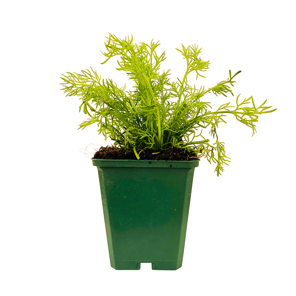  Plant De Camomille Bio : En Godet