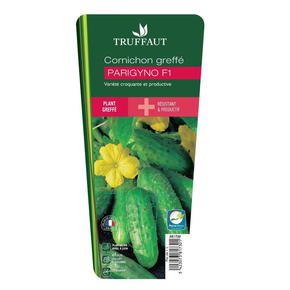  Plant De Cornichon 'Parigyno' F1 Greffé : Pot De 1 Litre
