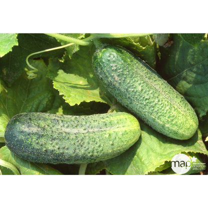  Plant De Cornichon 'Parigyno' F1 Greffé : Pot De 1 Litre