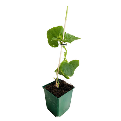  Plant De Cornichon 'Parigyno' F1 Greffé : Pot De 1 Litre