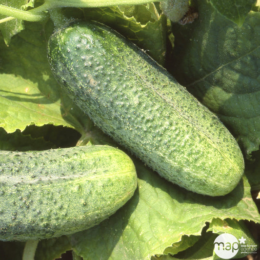  Plant De Cornichon 'Parigyno' F1 Greffé : Pot De 1 Litre