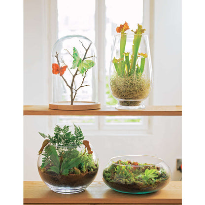  Droséra Capensis : H.15cm Ø9cm, Pot