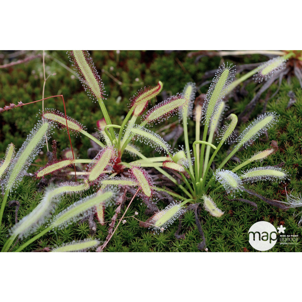  Droséra Capensis : H.15cm Ø9cm, Pot
