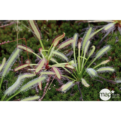  Droséra Capensis : H.15cm Ø9cm, Pot
