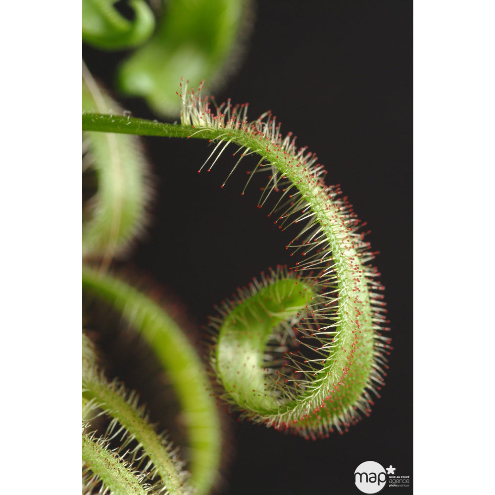 Droséra Capensis : H.15cm Ø9cm, Pot