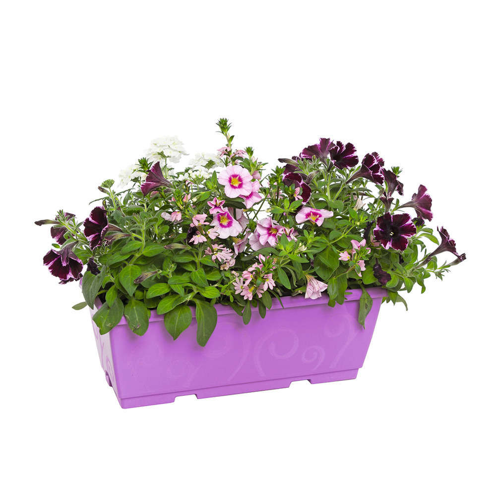  Jardinière D'annuelles : Variétés Variables