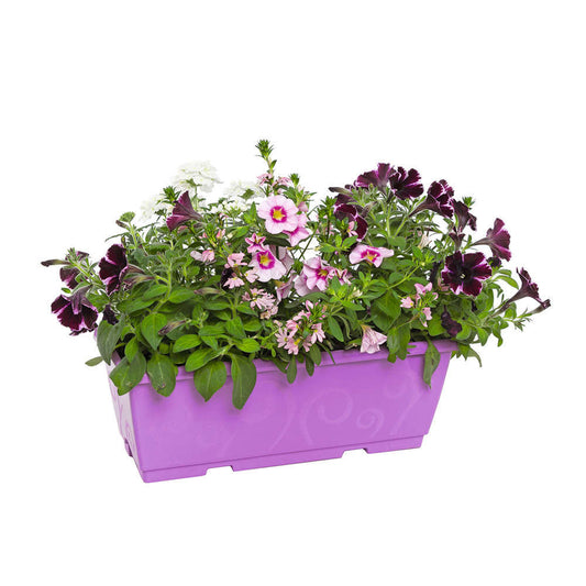  Jardinière D'annuelles : Variétés Variables
