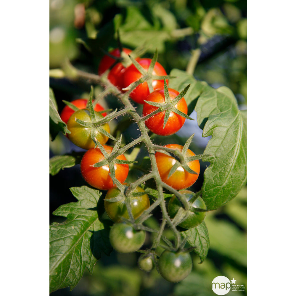  Plant De Tomate 'Sweet Million' F1 : Pot De 0,5 Litre