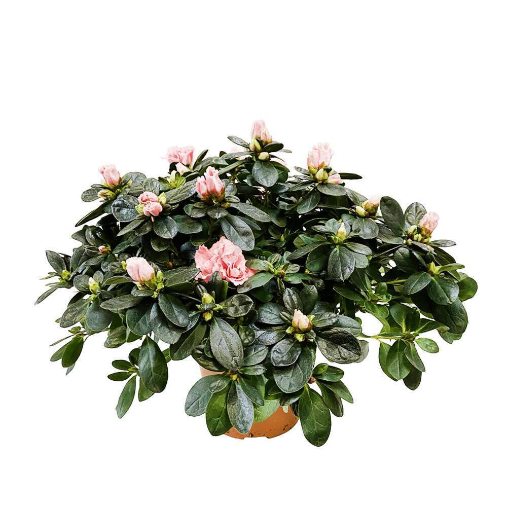  Azalée D'intérieur : Plante En Pot - Coloris Variables